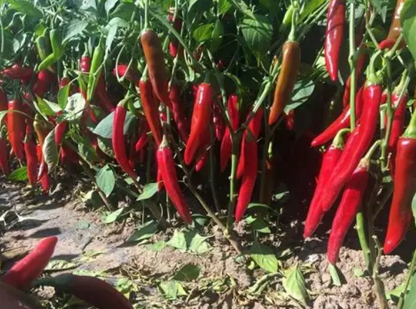 实皆省冬季辣椒作物